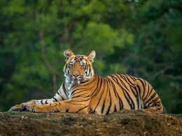 Cow killed in tiger attack near Kandangala